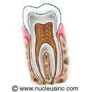 Cross section of a tooth