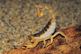 Scorpion