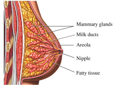 Anatomy of the breast