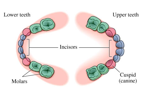 Primary (baby) teeth