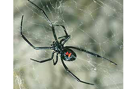 Black widow spider