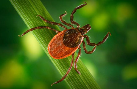 Western black-legged tick