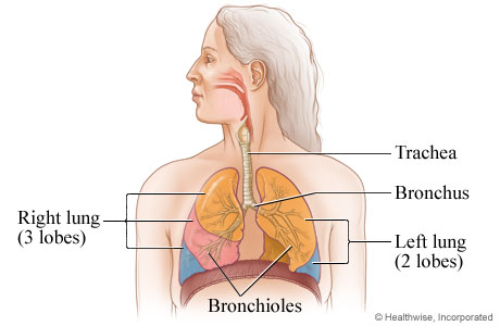 Anatomy of respiratory system