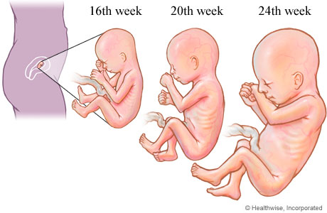 Fetal development in the second trimester