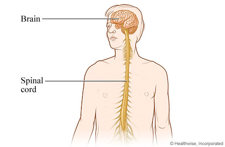 Picture of central nervous system