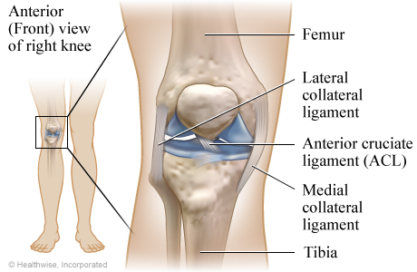 Picture of the ligaments of the knee: Anterior (front) view of the right knee