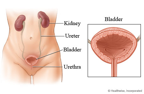 Female urinary system