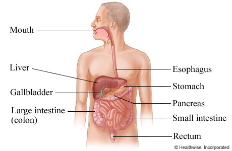 The digestive system