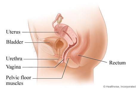 Female pelvic organs