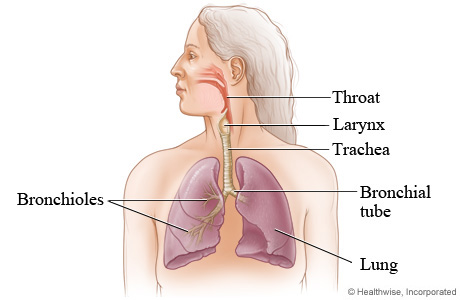 Respiratory system