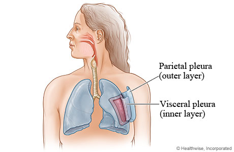 Pleura of the lungs