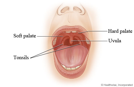 Hard palate and soft palate