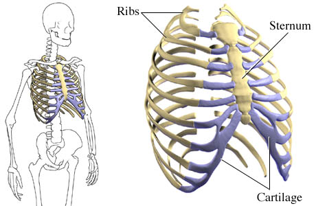 Picture of the rib cage