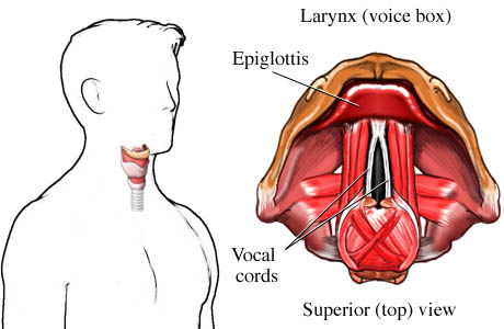 Larynx (voice box)