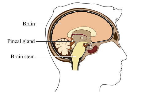 The pineal gland
