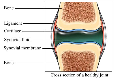 Cross section of a healthy joint