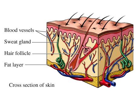 Anatomy of the skin