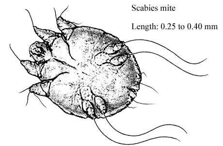 Scabies mite