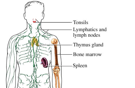 Picture of immune system