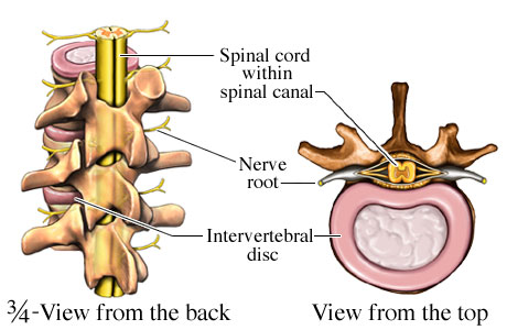 Picture of spinal cord anatomy