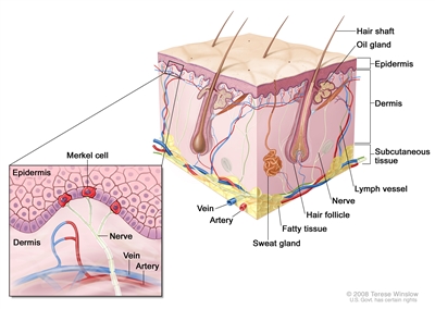 MerkelCell