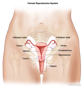 General Information About Ovarian Epithelial, Fallopian Tube, and Primary  Peritoneal Cancer