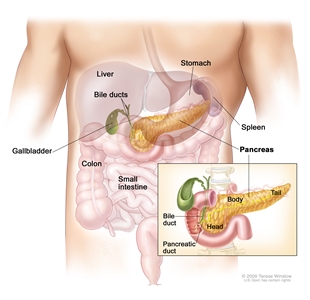 Pancreas