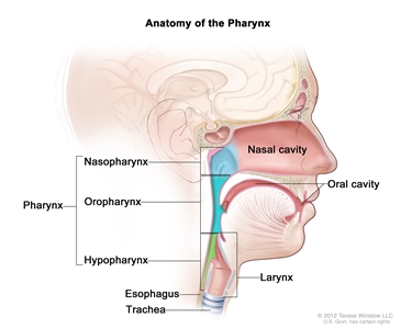 Anatomy of the pharynx; drawing shows the nasopharynx, oropharynx, and hypopharynx. Also shown are the nasal cavity, oral cavity, esophagus, trachea, and larynx.