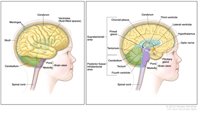 Anatomy of the brain; the right panel shows the supratentorial area (the upper part of the brain) and the posterior fossa/infratentorial area (the lower back part of the brain). The supratentorial area contains the cerebrum, lateral ventricle, third ventricle, choroid plexus, hypothalamus, pineal gland, pituitary gland, and optic nerve. The posterior fossa/infratentorial area contains the cerebellum, tectum, fourth ventricle, and brain stem (pons and medulla). The tentorium and spinal cord are also shown. The left panel shows the cerebrum, ventricles (fluid-filled spaces), meninges, skull, cerebellum, brain stem (pons and medulla) and spinal cord.